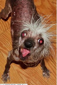 Image result for Scary Dog