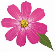 Image result for Pink Flower No Background