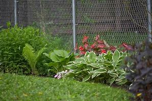 Image result for Chain Link Fence Flowers