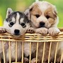 Image result for Cool PC Wallpapers Dog
