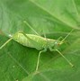 Image result for Bright Green Small Cricket