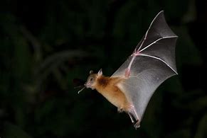 Image result for Fruit Bat at Night