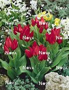 Image result for Tulipa praestans Zwanenburg Variety