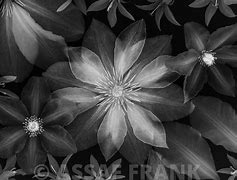 Image result for White Clematis Flower Vines