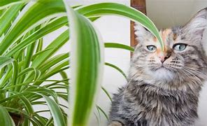 Image result for Common Houseplants Toxic to Pets