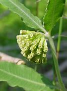 Image result for Asclepias Viridiflora