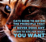 Image result for Cat Quotes