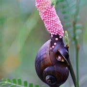 Image result for Purple Apple Snail