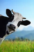Image result for Funny Cow Smiling