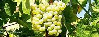Image result for Alfred Merkelbach Urziger Wurzgarten Riesling Spatlese Auction