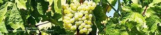 Image result for Alfred Merkelbach Wurzgarten Riesling Spatlese Lot 12