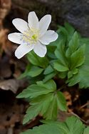 Image result for Anemone nemorosa Caerulea