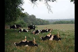 Image result for Tip a Cow