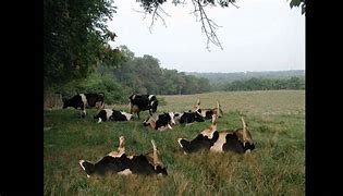 Image result for What Is Cow Tipping