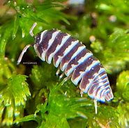 Image result for Marine Isopod