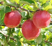 Image result for Apple WA