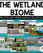 Image result for Wetland Animals List