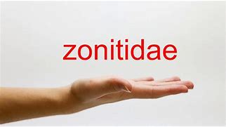 Image result for co_to_za_zonitidae
