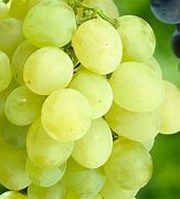 Image result for Vitis Himrod