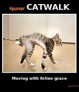 Image result for Catwalk Meme