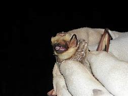 Image result for Bats in Colorado