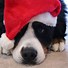 Image result for Dog Wearing Hat PFP