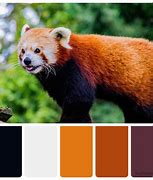 Image result for Giant Panda National Geographic