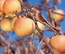 Image result for NZ Queen Apple