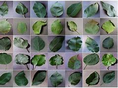 Image result for Apple Tree Leaf Identification Chart
