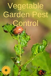 Image result for Vegetable Garden Pest Control