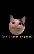 Image result for Meme Cat See Phone
