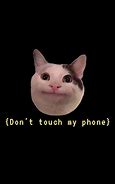 Image result for Cat On Phone Meme