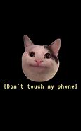 Image result for Wallpaper iPhone Cat Meme