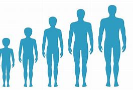 Image result for Human Body Growth and Development