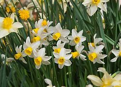 Image result for Narcissus Jack Snipe