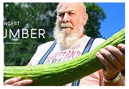 Image result for World's Largest Cucumber