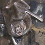 Image result for Bat for a Pet