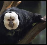 Image result for Unusual Animals