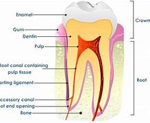 Image result for Lower Jaw Bone