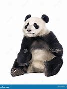 Image result for Panda Sitting