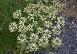 Image result for Peucedanum rablense