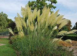 Image result for Cortaderia selloana