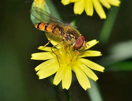 Image result for "flower-fly"