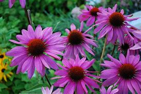 Image result for Echinacea purpurea