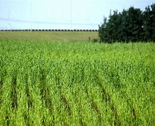 Image result for Oats in Field