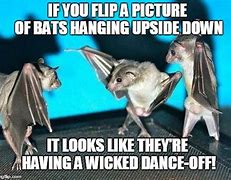 Image result for Upside Down Bats Funny