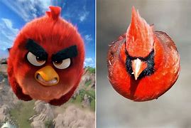 Image result for Angry Birds Matildain Real Life