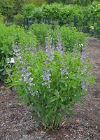 Image result for Baptisia Starlite Prärieblues