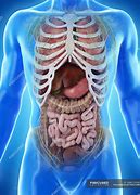 Image result for Anatomy of Inside of Human Body