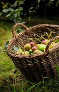 Image result for Farm Apple Basket